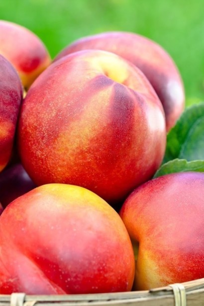 Нектарин колоновидний ‘Принц Вільям’|Prunus persica var. nucipersica ‘Prince William’|Нектарин колоновидный ‘Принц Уильям’